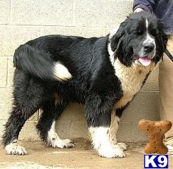 Puppies in WV